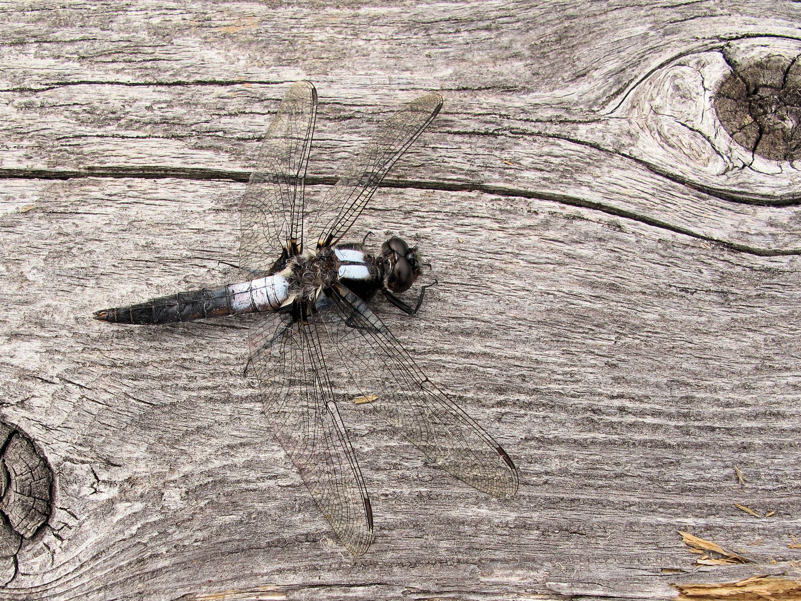 201006041205237 Chalk-fronted Corporal (Ladona julia) Dragonfly - Misery Bay NP, Manitoulin Island.JPG