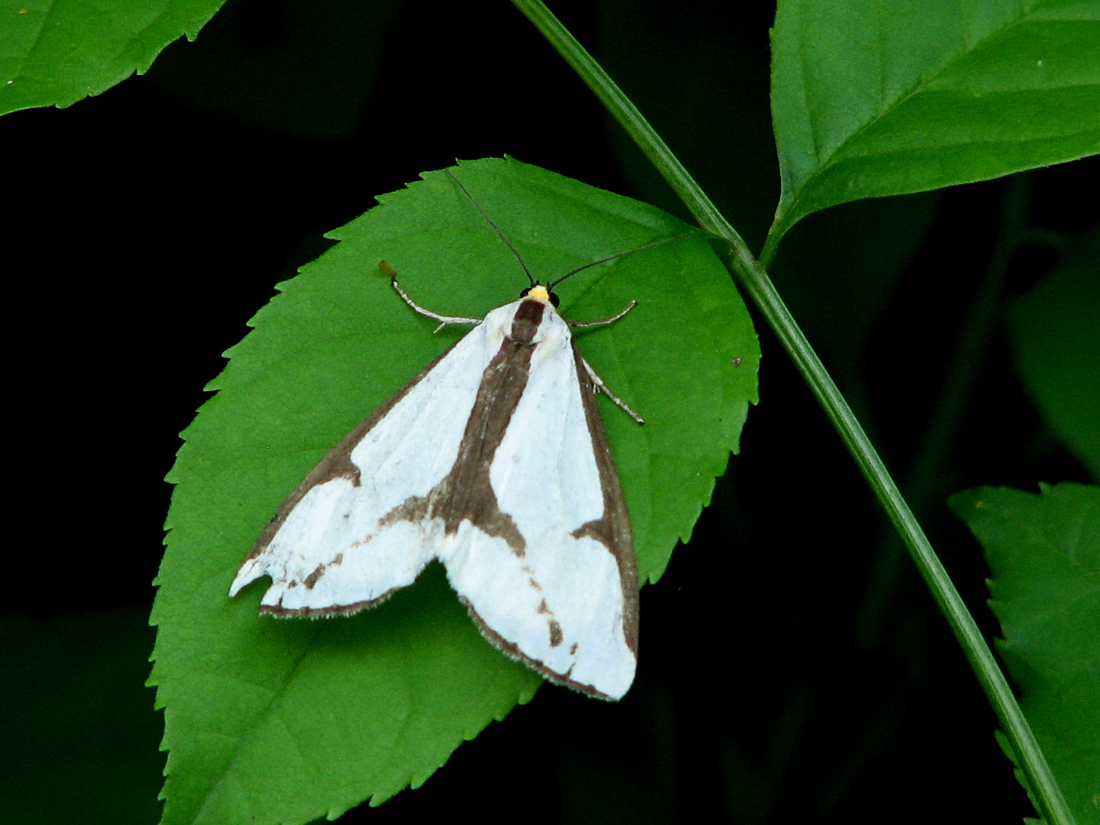 20080707134417 Neighbor Moth (Haploa contigua) - Oakland County, Michigan.JPG