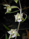 200007250711 Helleborine (orchid) - Bob's lot.jpg (19209 bytes)