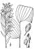 200409 Helleborine (Epipactus helleborine) - USDA Illustration.JPG