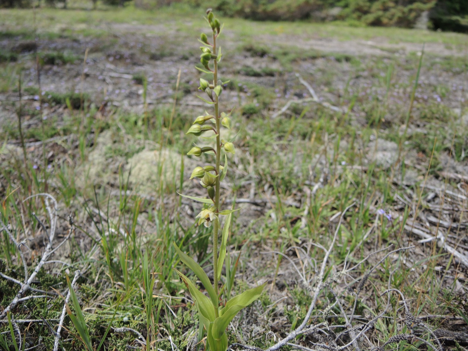 201408041408219 Orchid - Misery Bay, Nature Preserve - Manitoulin Island.JPG