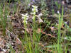 200508048651 Hooded Ladies-Tresses (Spiranthes romanzoffiana) - Misery Bay, Manitoulin.htm