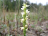 200508048742 Hooded Ladies-Tresses (Spiranthes romanzoffiana) - Misery Bay, Manitoulin.htm