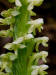 200207060130 Tall Northern Green Orchid (Platanthera hyperborea) - Bob's lot road.jpg
