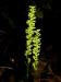 200207070165 Tall Northern Green Orchid (Platanthera hyperborea) - Bob's lot road.jpg