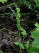 200207300196 Tall Northern Green Orchid (Platanthera hyperborea) - Manitoulin.JPG