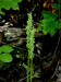 200208070499 Tall Northern Green Orchid (Platanthera hyperborea) - Manitoulin.JPG