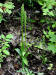 200208080538 Tall Northern Green Orchid (Platanthera hyperborea) - Manitoulin.JPG