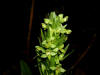 200307057620 Tall Northern Green Orchid (Platanthera hyperborea) - Manitoulin Island.jpg
