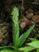 200308051166 Tall Northern Green Orchid (Platanthera hyperborea) - Manitoulin Island.jpg