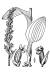 Northern Green Orchid (Platanthera hyperborea (L.) Lindl. var. hyperborea - USDA Illustration.jpg