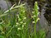 200406161478 Tall Northern Green Orchid (Platanthera hyperborea) - Hwy 540 & Pleasant Valley Rd - Manitoilin.jpg