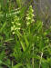 200406161488 Tall Northern Green Orchid (Platanthera hyperborea) - Hwy 540 & Pleasant Valley Rd - Manitoilin.jpg