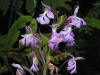 200007260790 Lesser Purple Fringed Orchid (Platanthera psycodes) - Lake Kagawong.jpg