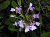 200007260791 Lesser Purple Fringed Orchid (Platanthera psycodes) - Lake Kagawong.jpg