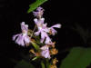 200107292647 Lesser Purple Fringed Orchid (Platanthera psycodes) - Lake Kagawong.jpg