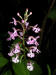 200207280112 Lesser Purple Fringed Orchid (Platanthera psycodes) - Lake Kagawong.jpg