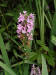 200207290173 Lesser Purple Fringed Orchid (Platanthera psycodes) - Lake Kagawong.jpg