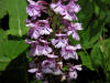 200307271001 Lesser Purple Fringed Orchid (Platanthera psycodes) - Lake Kagawong.jpg