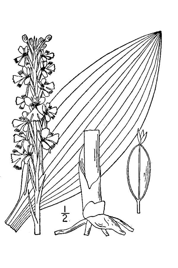 200507 Lesser Purple Fringed Orchid (Platanthera psycodes) - USDA Illustration.jpg