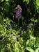 200507037364 Lesser Purple Fringed Orchid (Platanthera psycodes) - Lake Kagawong, Manitoulin Island, ON.jpg