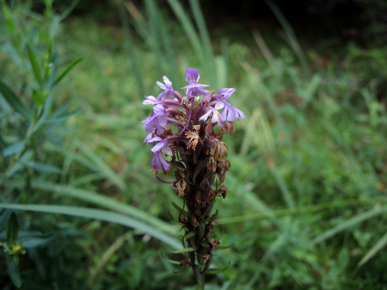 201308061423162 Lesser Purple Fringed Orchid (Platanthera psycodes) - Misery Bay Provicial Park, Manitoulin island.JPG