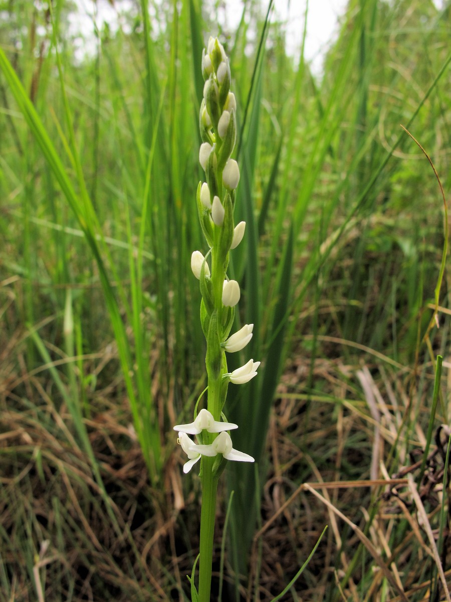 201006041139225 Scentbottle aka Tall White Bog-Orchid aka Bog Candle (Plantanthera dilatata) - Misery Bay NP, Manitoulin Island.JPG