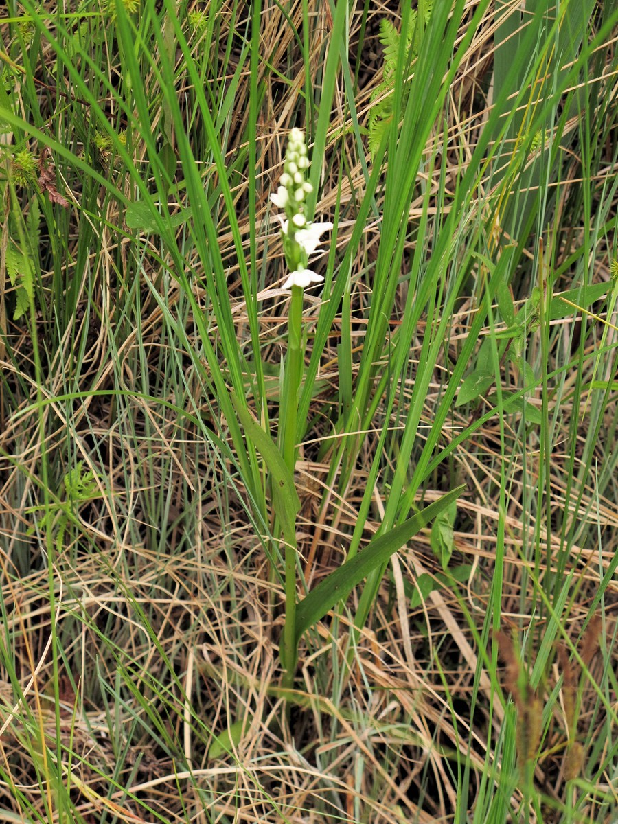 201006041140226 Scentbottle aka Tall White Bog-Orchid aka Bog Candle (Plantanthera dilatata) - Misery Bay NP, Manitoulin Island.JPG