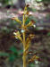 200207060095 Spotted Coral Root - Bob's lot, Manitoulin.jpg