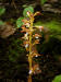 200307047210 Spotted Coral Root (Corallorhiza maculata) - Bob's Lot.jpg
