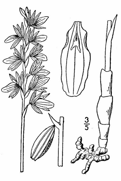 200707 Hooded aka Striped Coralroot (Corallorhiza striata) - USDA Illustration.jpg