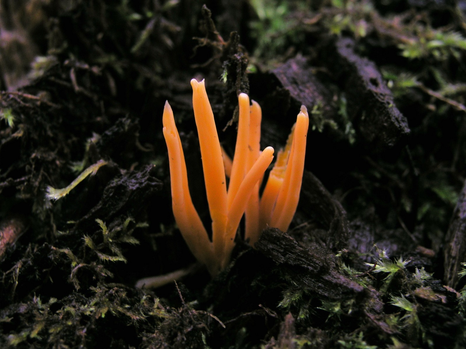 200609303052 Golden Fairy Club mushroom (Clavulinopsis laeticolor) - Manitoulin Island.JPG