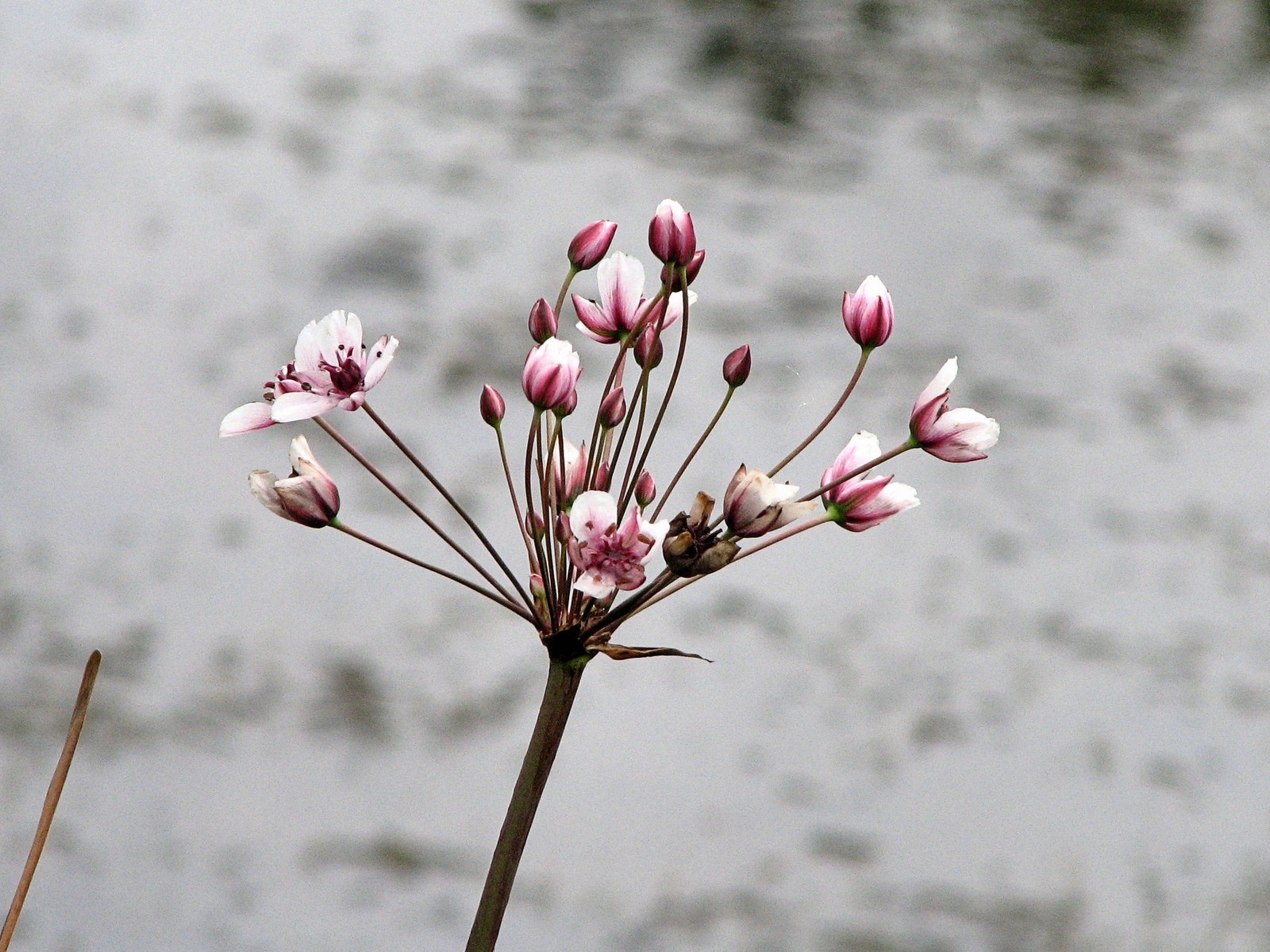 20090618103902 Flowering Rush (Butomus umbellatus) - Pontiac Lake RA, Oakland Co.JPG