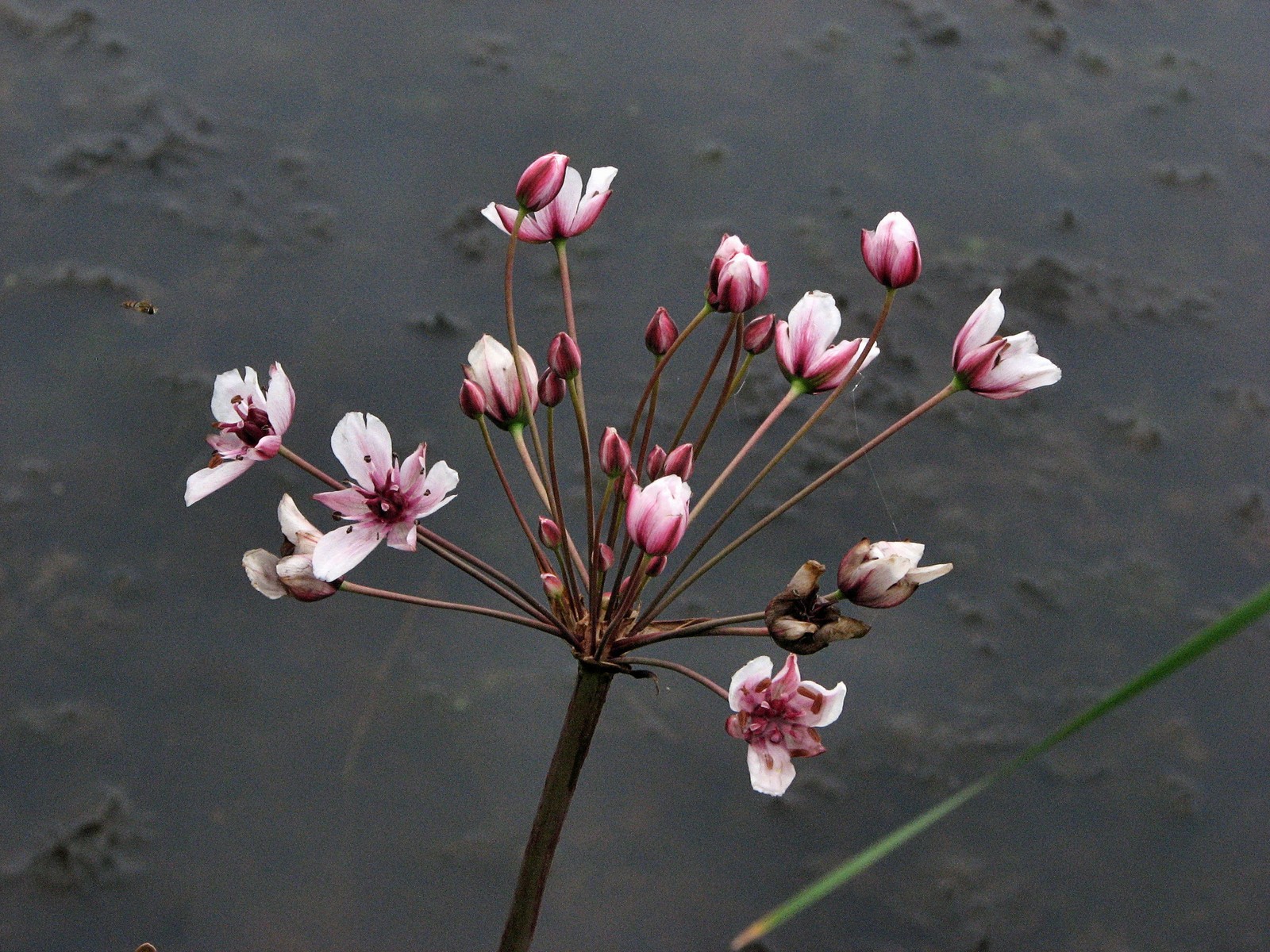 20090618103906 Flowering Rush (Butomus umbellatus) - Pontiac Lake RA, Oakland Co.JPG