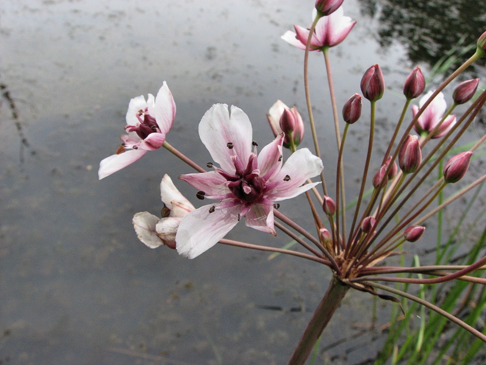 20090618104010 Flowering Rush (Butomus umbellatus) - Pontiac Lake RA, Oakland Co.JPG