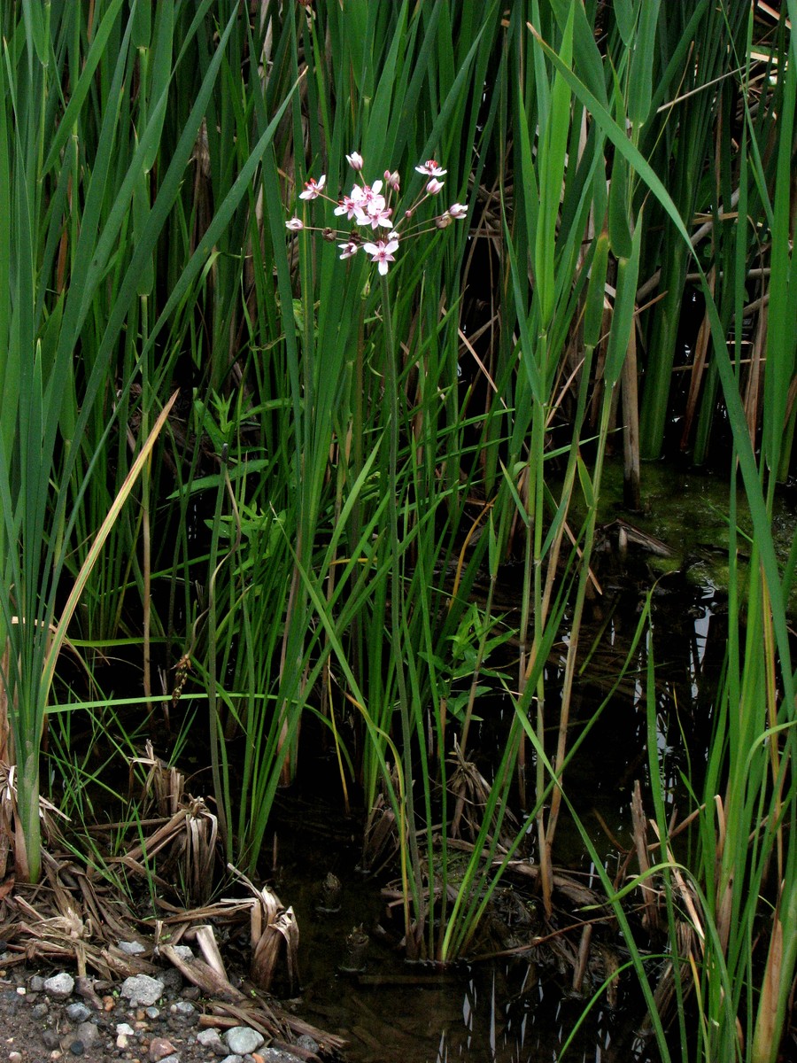 20090618104013 Flowering Rush (Butomus umbellatus) - Pontiac Lake RA, Oakland Co.JPG