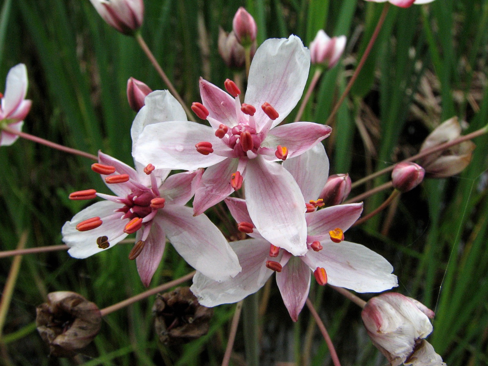 20090618104218 Flowering Rush (Butomus umbellatus) - Pontiac Lake RA, Oakland Co.JPG