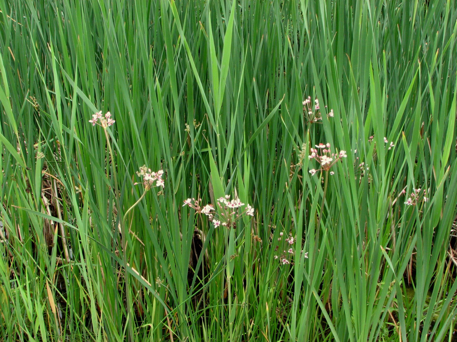 20090618104219 Flowering Rush (Butomus umbellatus) - Pontiac Lake RA, Oakland Co.JPG