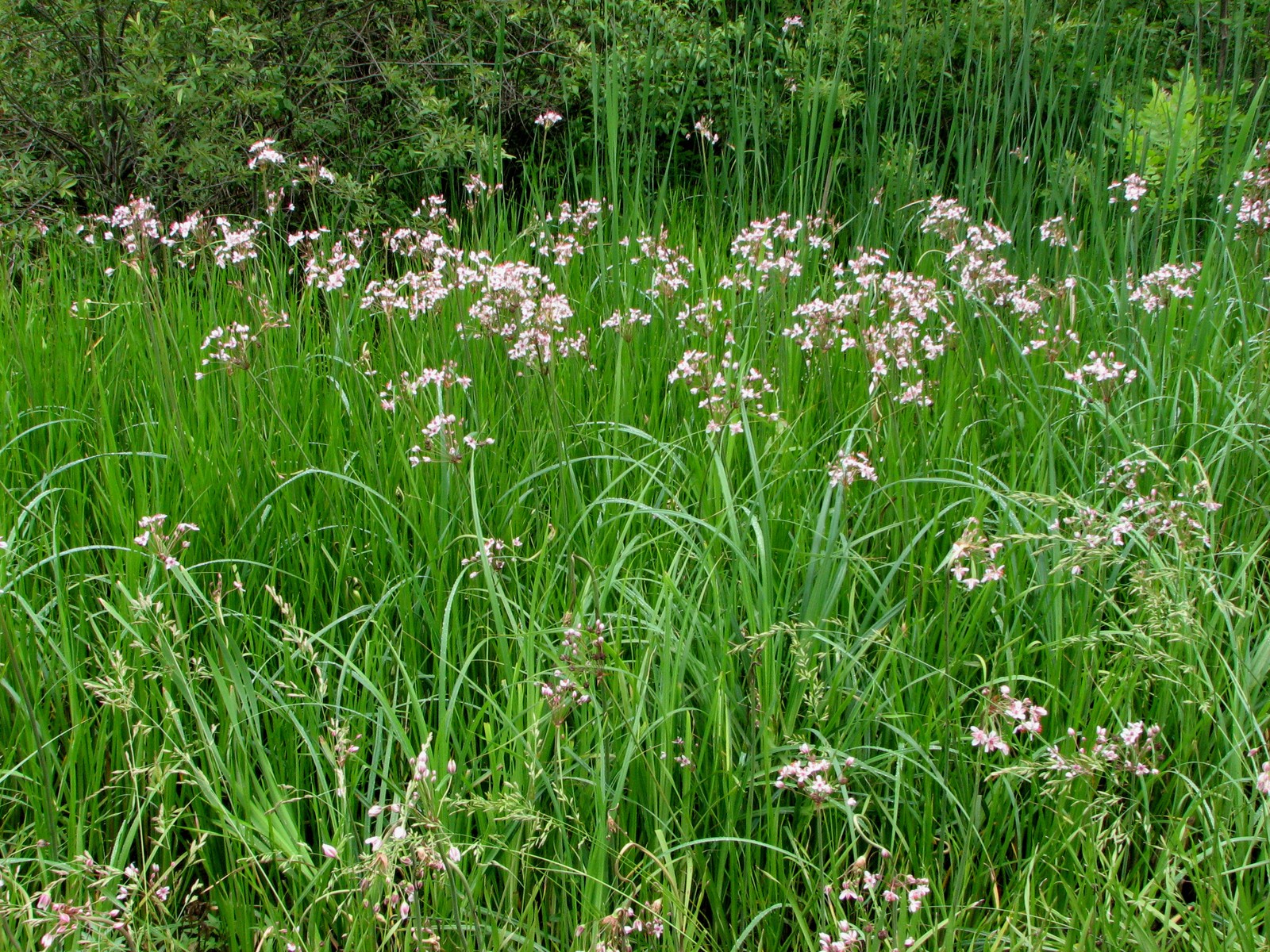 20090618104520 Flowering Rush (Butomus umbellatus) - Pontiac Lake RA, Oakland Co.JPG