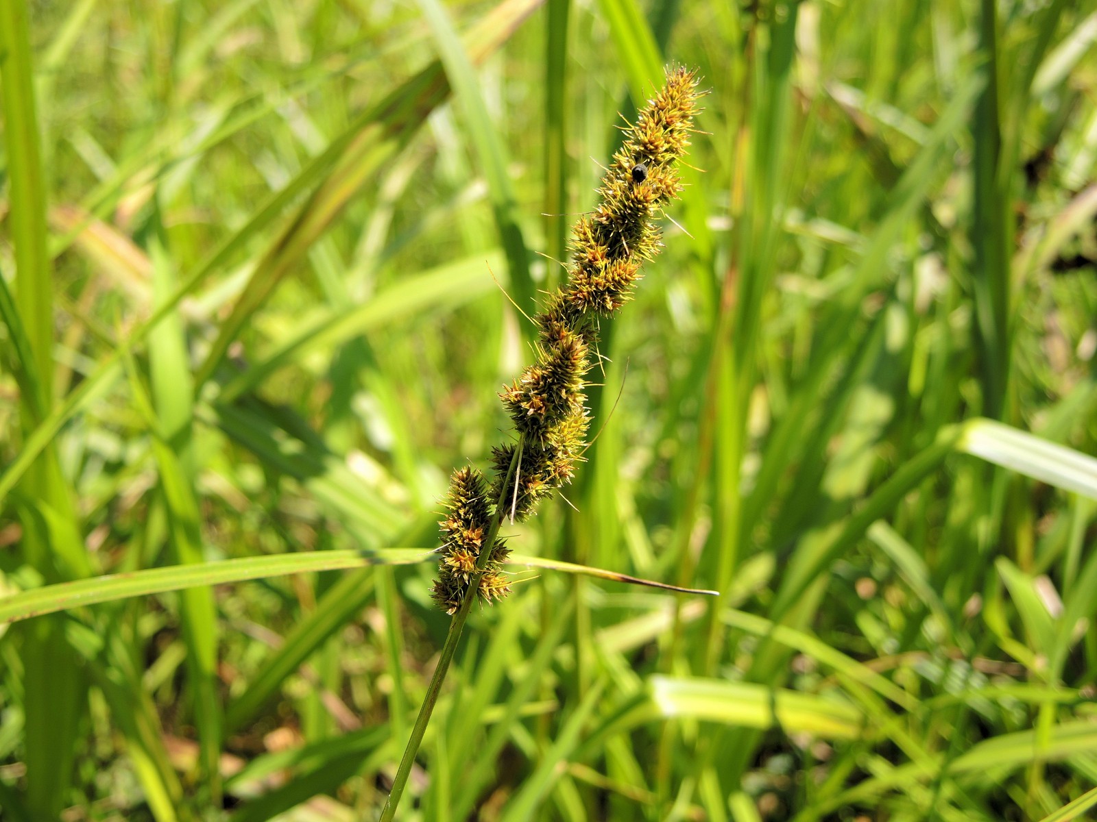 201407301326057 Fox Sedge (Carex vulpinoidea) - Manitoulin Island.JPG