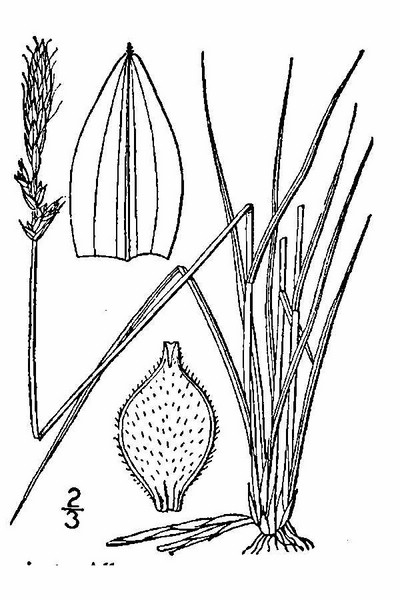 201004 Pennsylvania Sedge (Carex pensylvanica) - USDA Illustration.jpg
