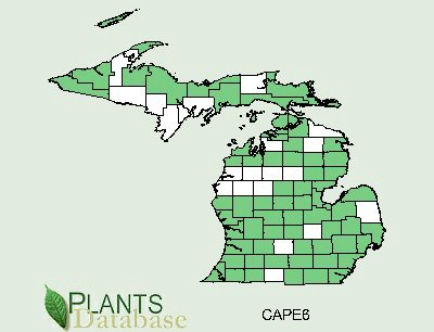 201004 Pennsylvania Sedge (Carex pensylvanica) - USDA MI Distribution Map.jpg