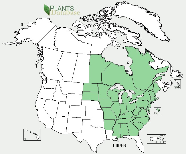 201004 Pennsylvania Sedge (Carex pensylvanica) - USDA NA Distribution Map.jpg