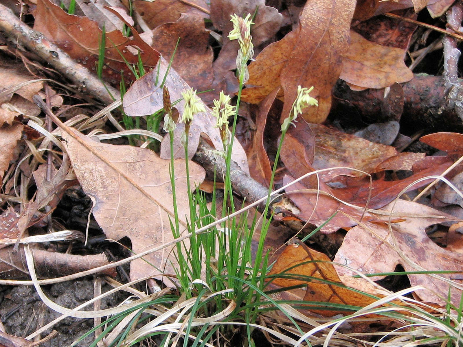 20100406153301 Pennsylvania Sedge (Carex pensylvanica) - Bald Mountain RA, Oakland Co, MI.JPG