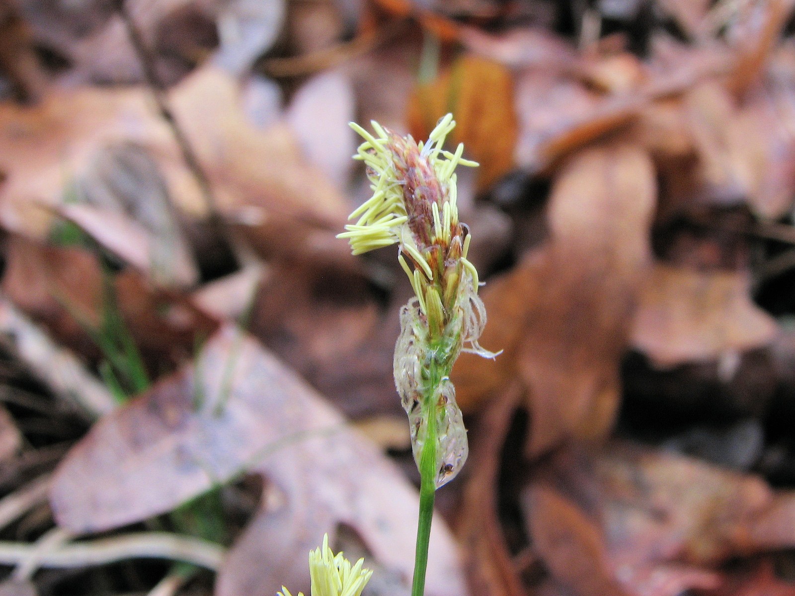 20100406153403 Pennsylvania Sedge (Carex pensylvanica) - Bald Mountain RA, Oakland Co, MI.JPG