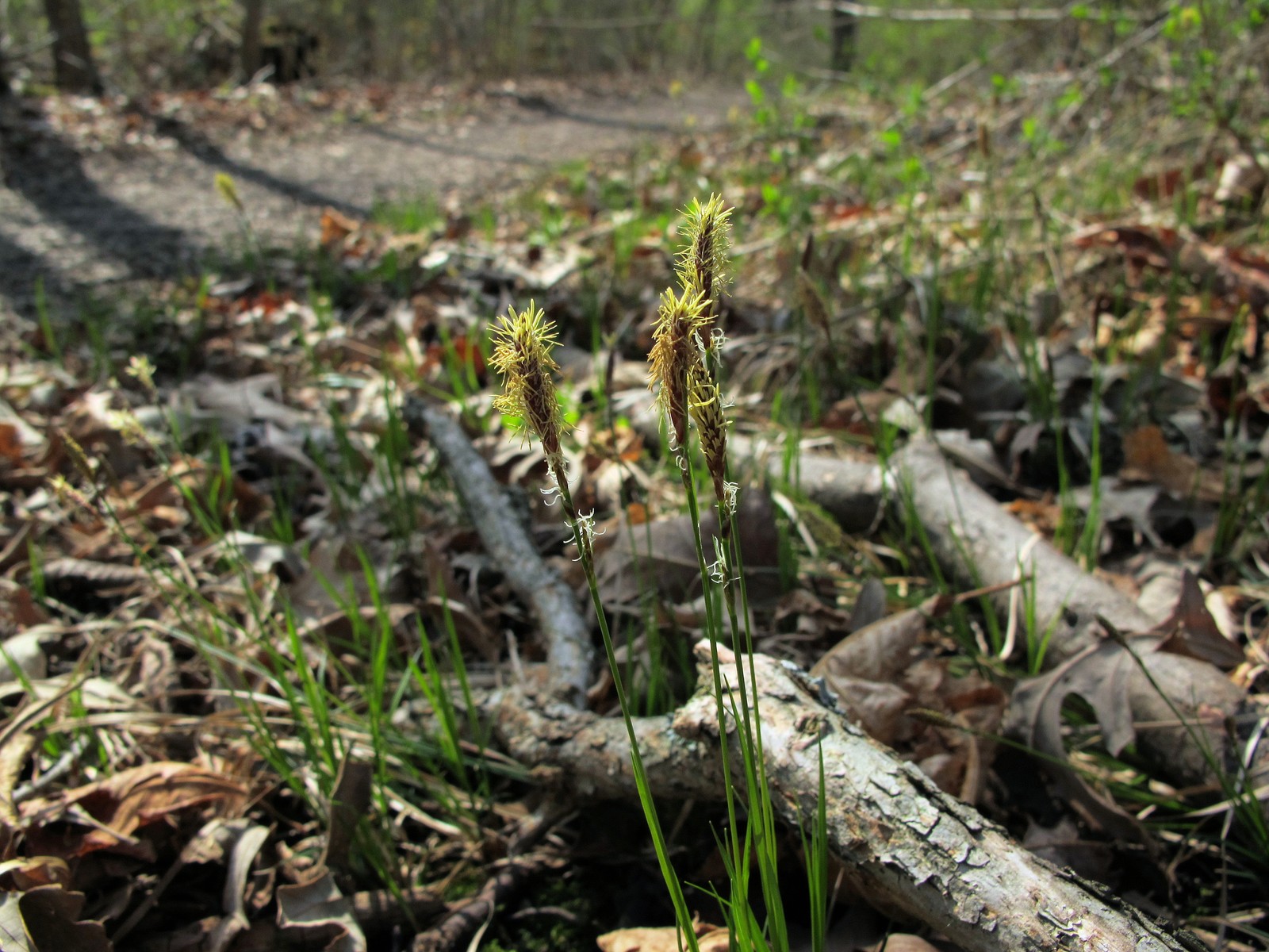 20100414153015 Pennsylvania Sedge (Carex pensylvanica) - Bald Mountain RA, Oakland Co, MI.JPG