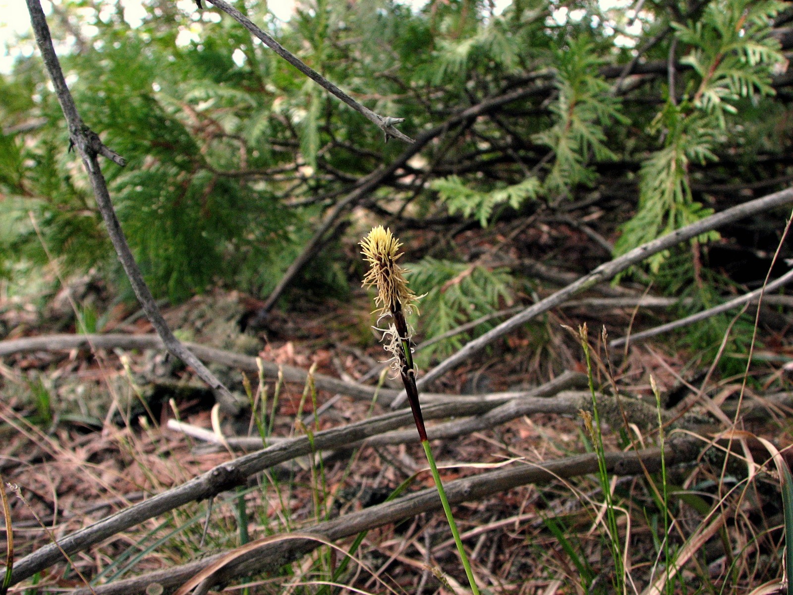 20080525120329 Plantainleaf Sedge (Carex plantaginea) - Misery Bay.JPG