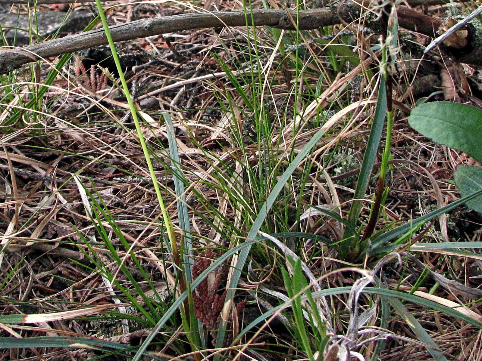 20080525120330b Plantainleaf Sedge (Carex plantaginea) - Misery Bay.JPG