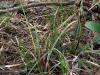 20080525120330b Plantainleaf Sedge (Carex plantaginea) - Misery Bay.htm