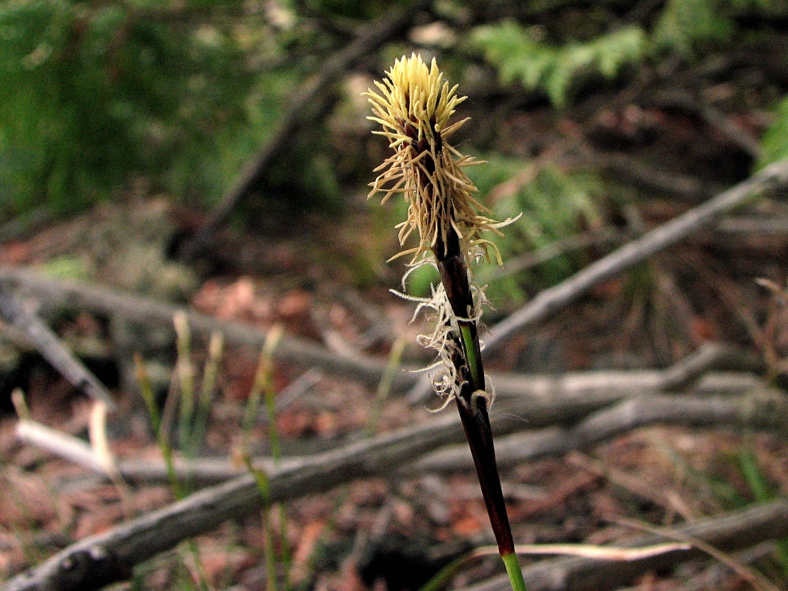20080525120331 Plantainleaf Sedge (Carex plantaginea) - Misery Bay.JPG